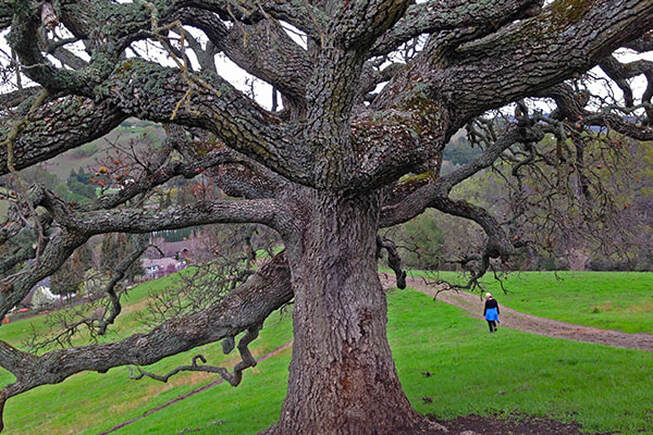 A beautiful old tree in the City of San Ramon - a premier residential community in the San Francisco Bay Area.